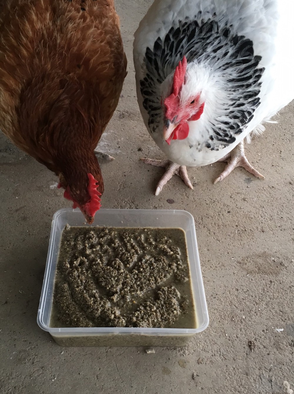 chickens-fermented-feed